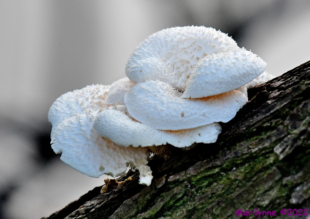 DSC_8264_001.JPG