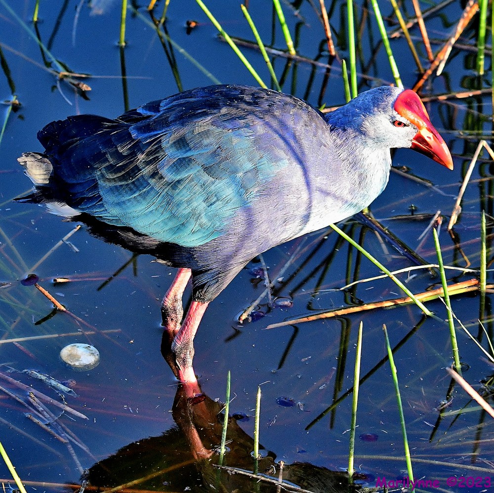 DSC_8264_001.JPG