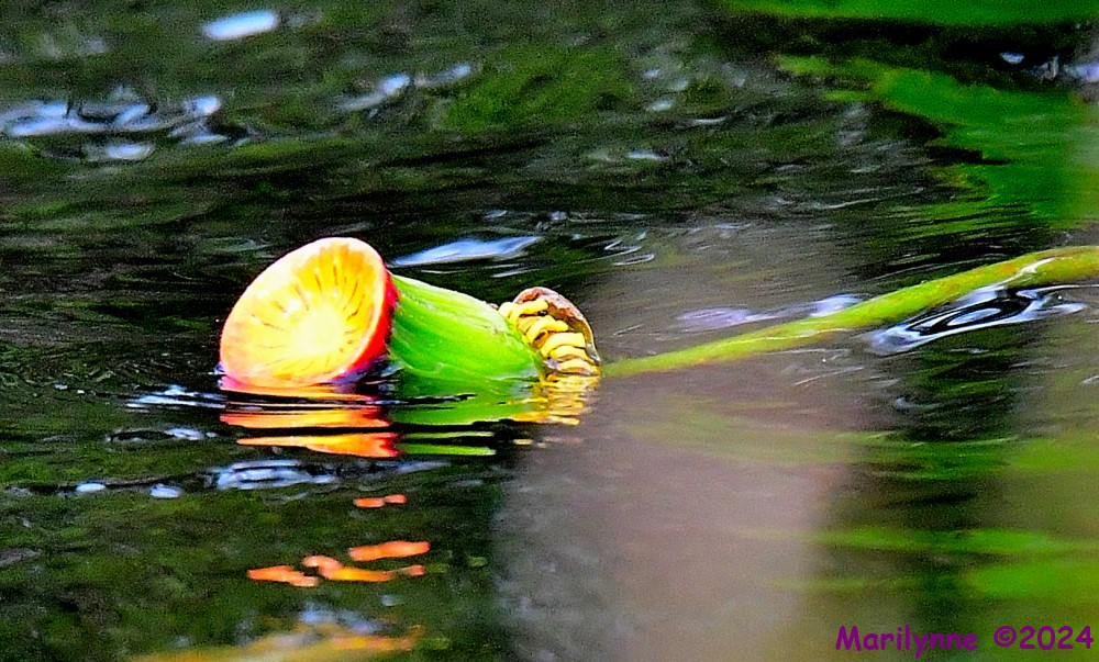 DSC_8264_001.JPG