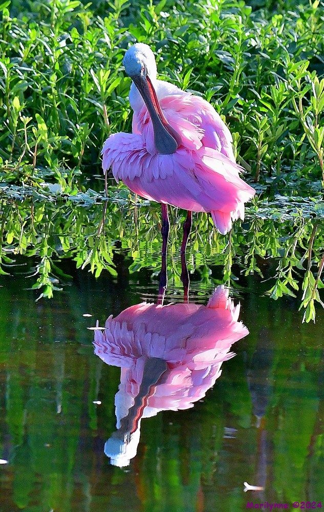 DSC_8266_001.JPG