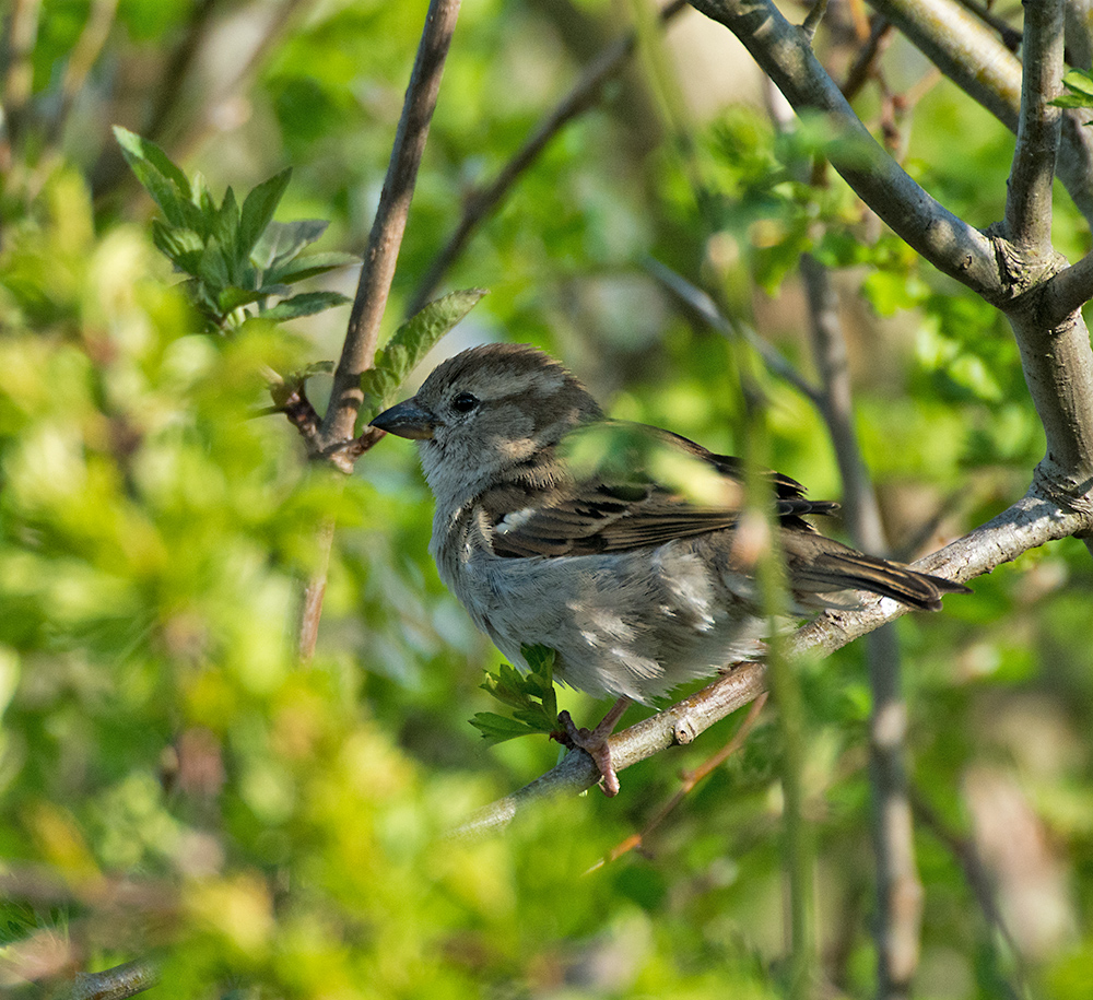 DSC_8268.jpg