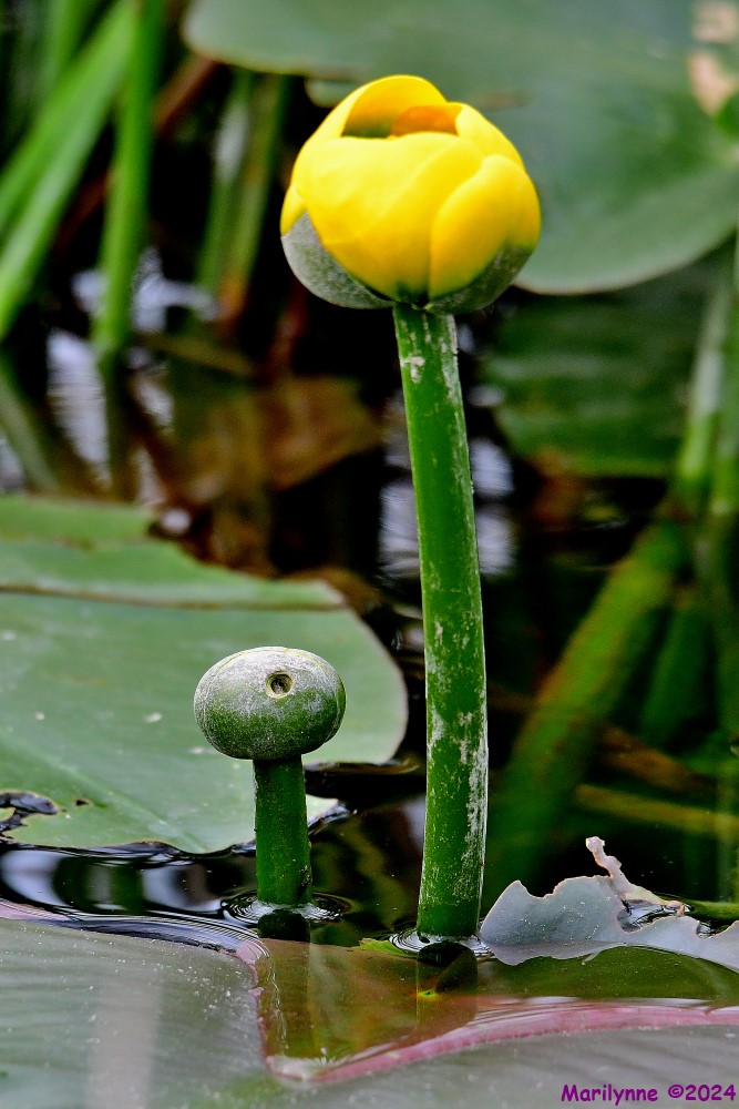 DSC_8268_001.JPG