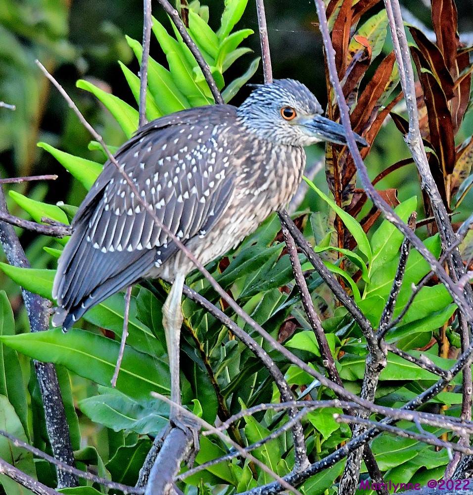DSC_8270_001.JPG