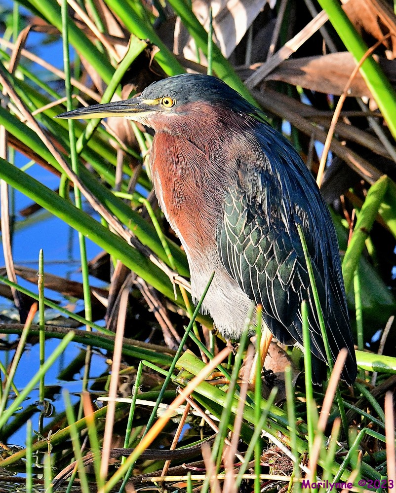 DSC_8270_001.JPG