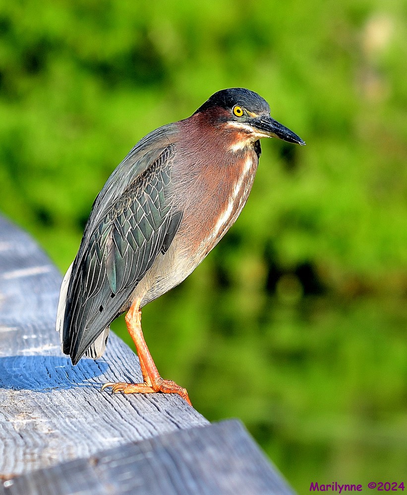 DSC_8270_001.JPG