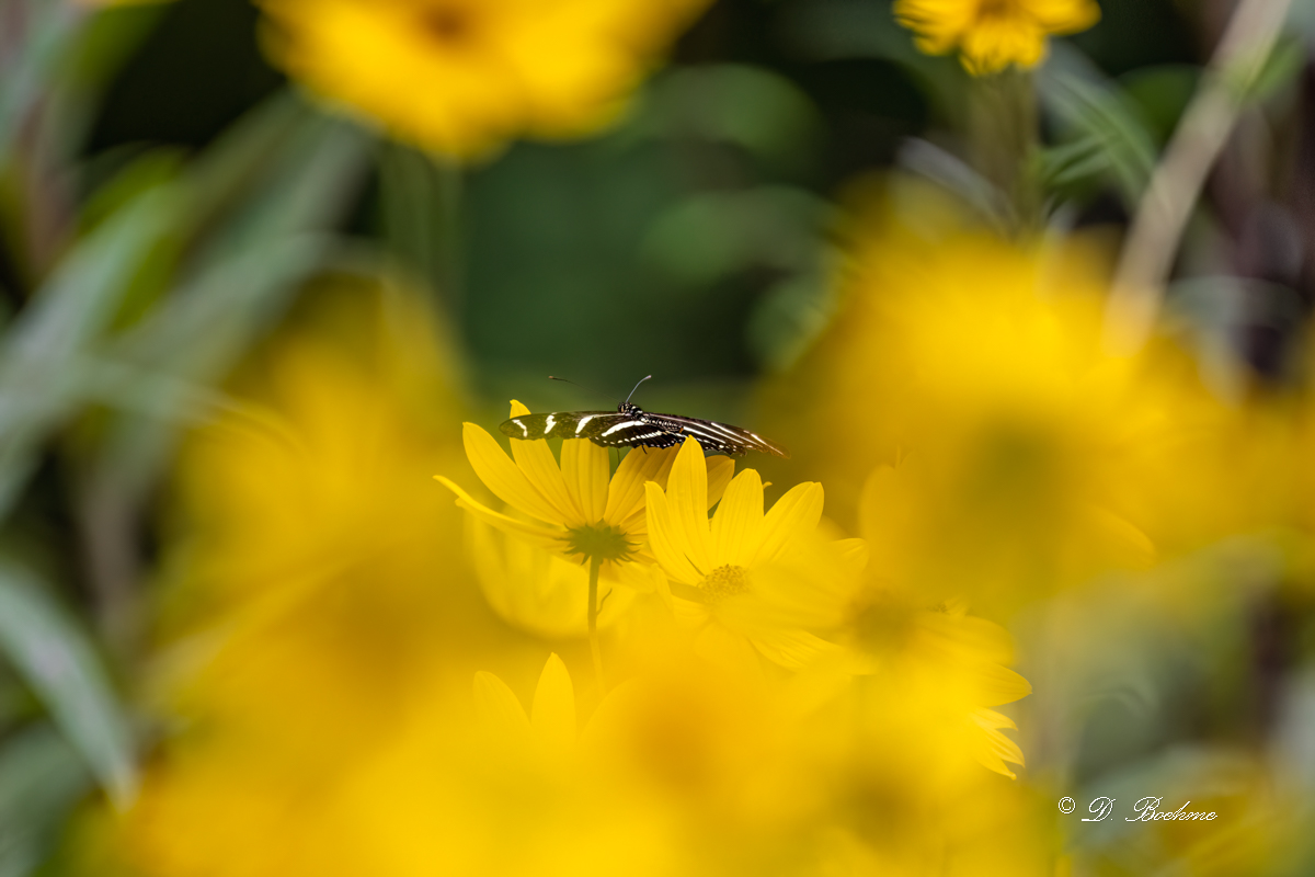 DSC_8271-DeNoiseAI-low-light.jpg