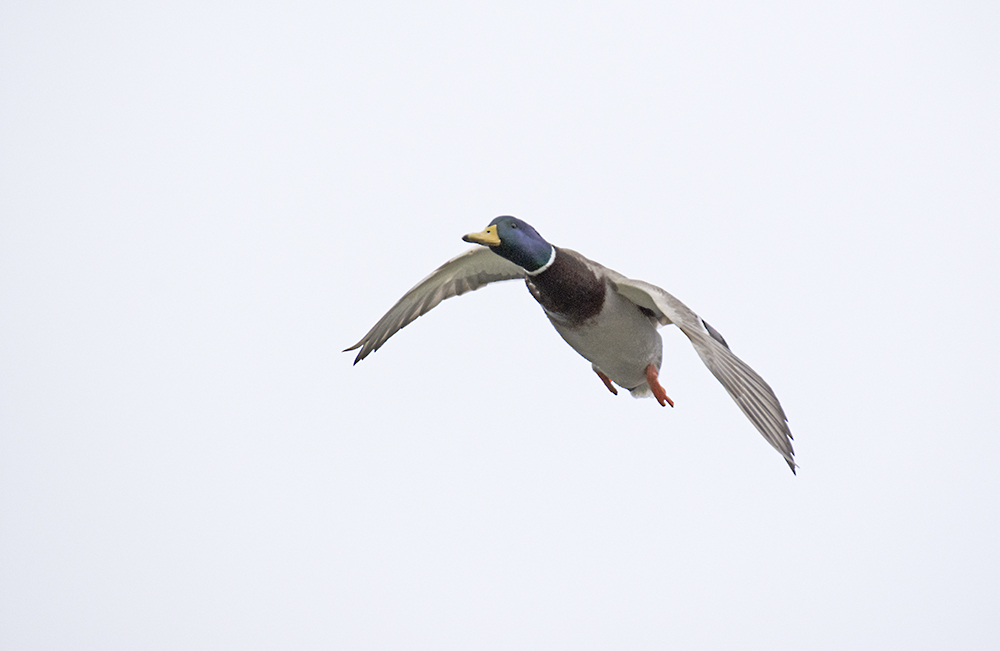 DSC_8271.jpg