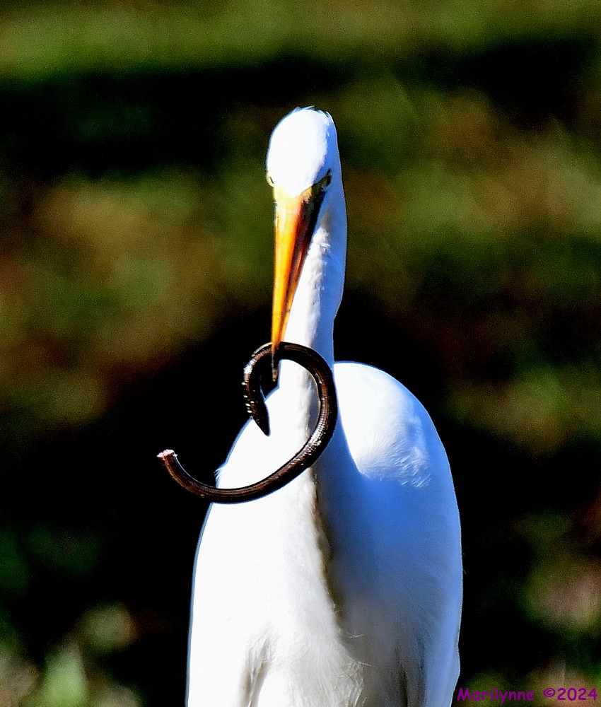 DSC_8273_001.JPG