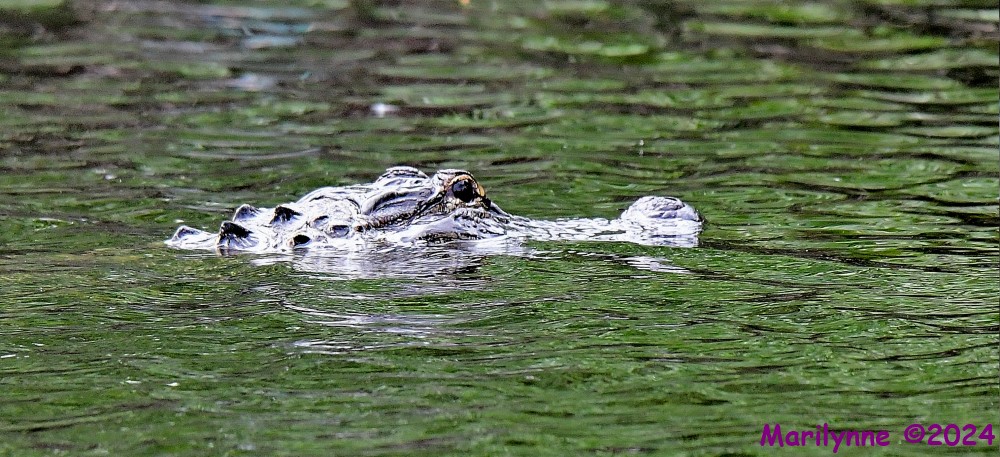 DSC_8274_001.JPG
