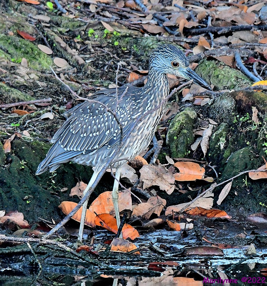 DSC_8275_001.JPG