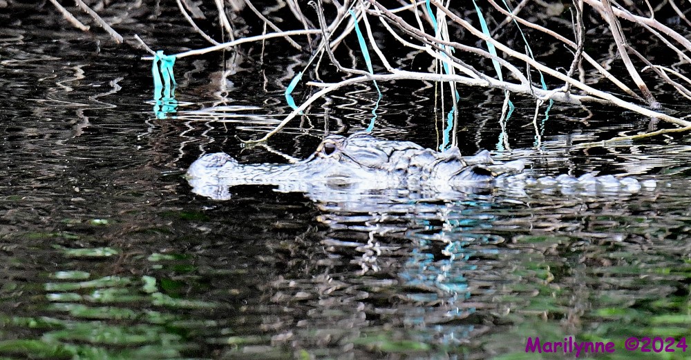 DSC_8275_001.JPG