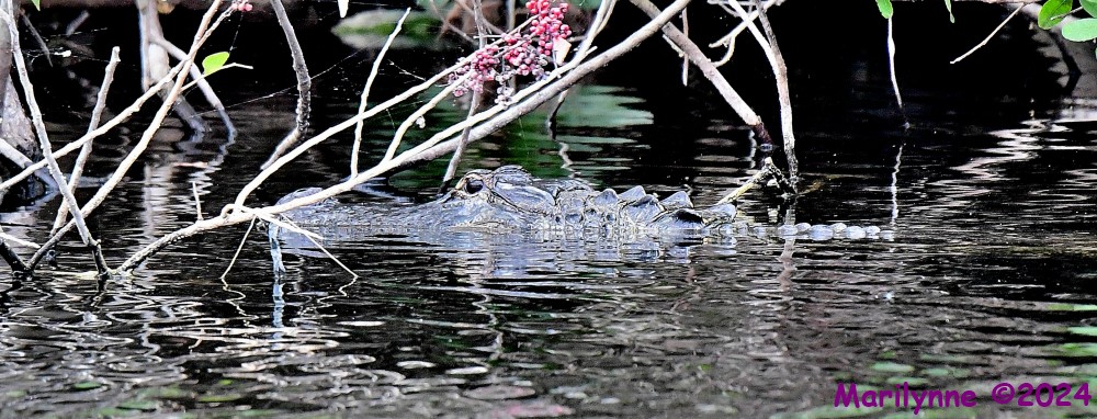 DSC_8277_001.JPG