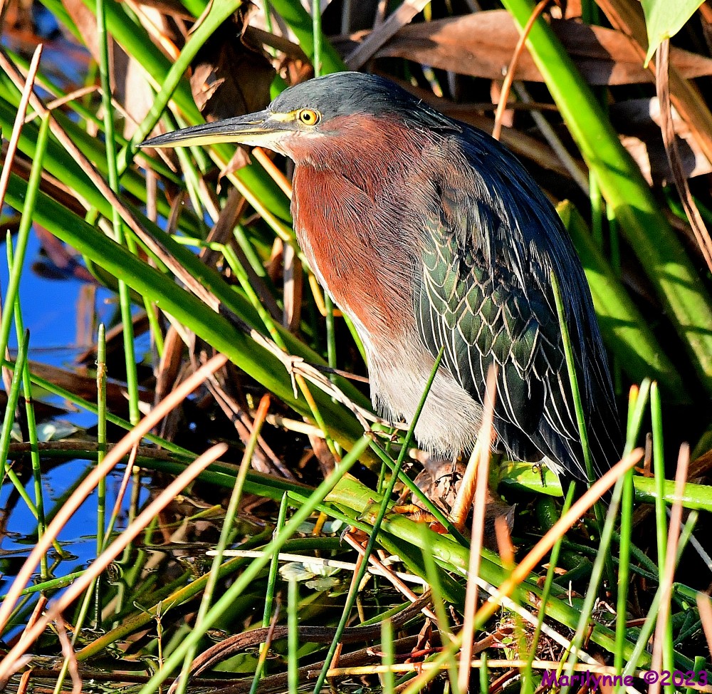 DSC_8278_001.JPG