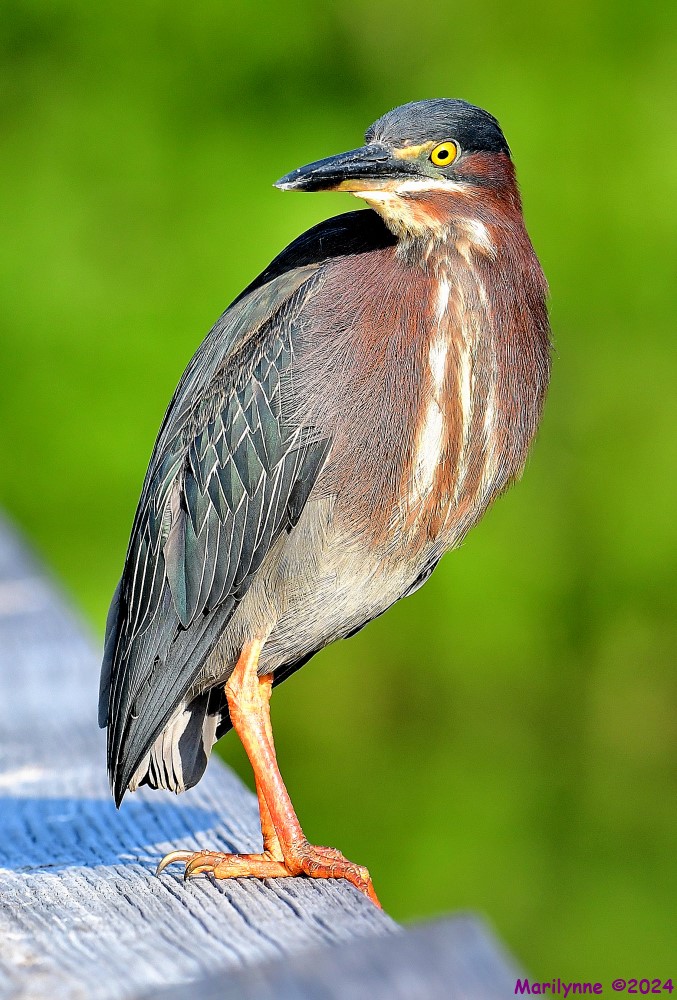 DSC_8278_001.JPG
