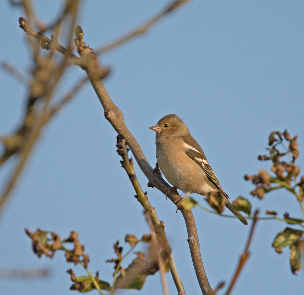 DSC_8283.jpg