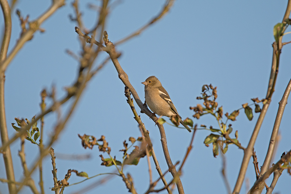 DSC_8283full.jpg