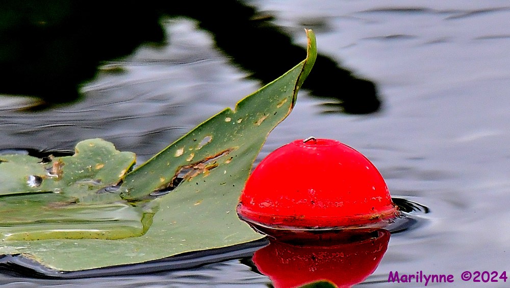 DSC_8284_001.JPG