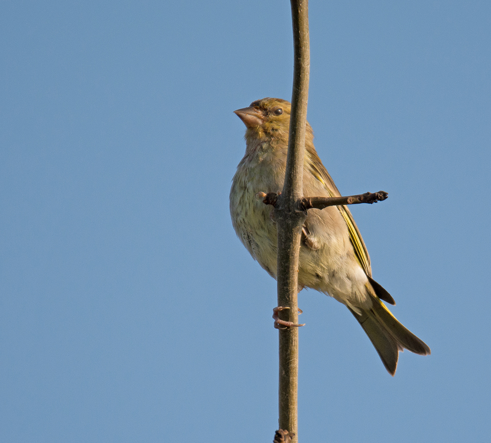 DSC_8285.jpg