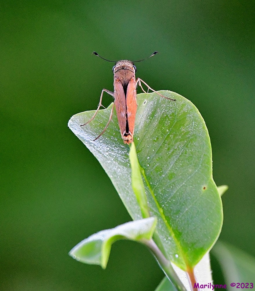 DSC_8286_001.JPG