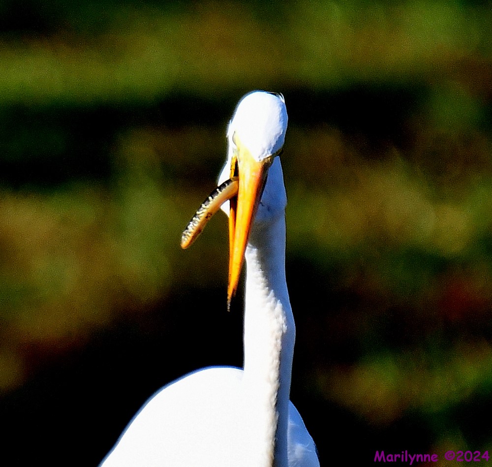 DSC_8286_001.JPG