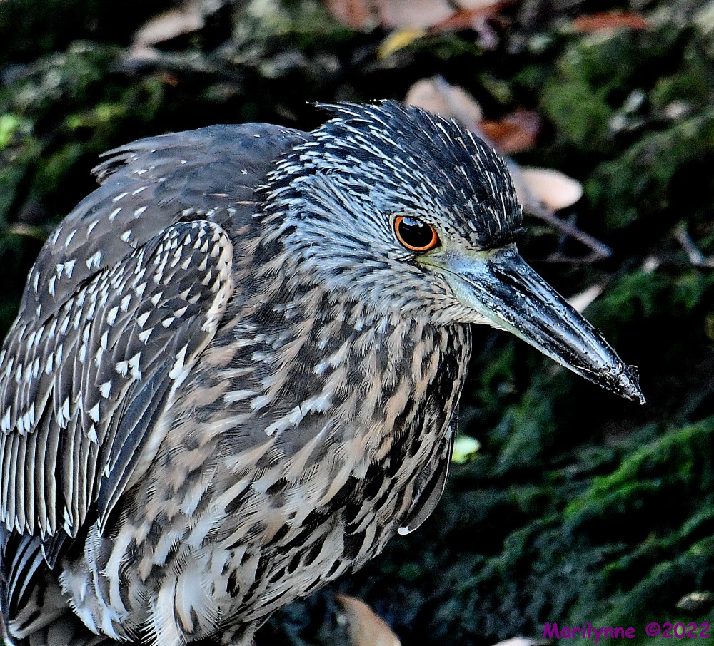 DSC_8288_001.JPG