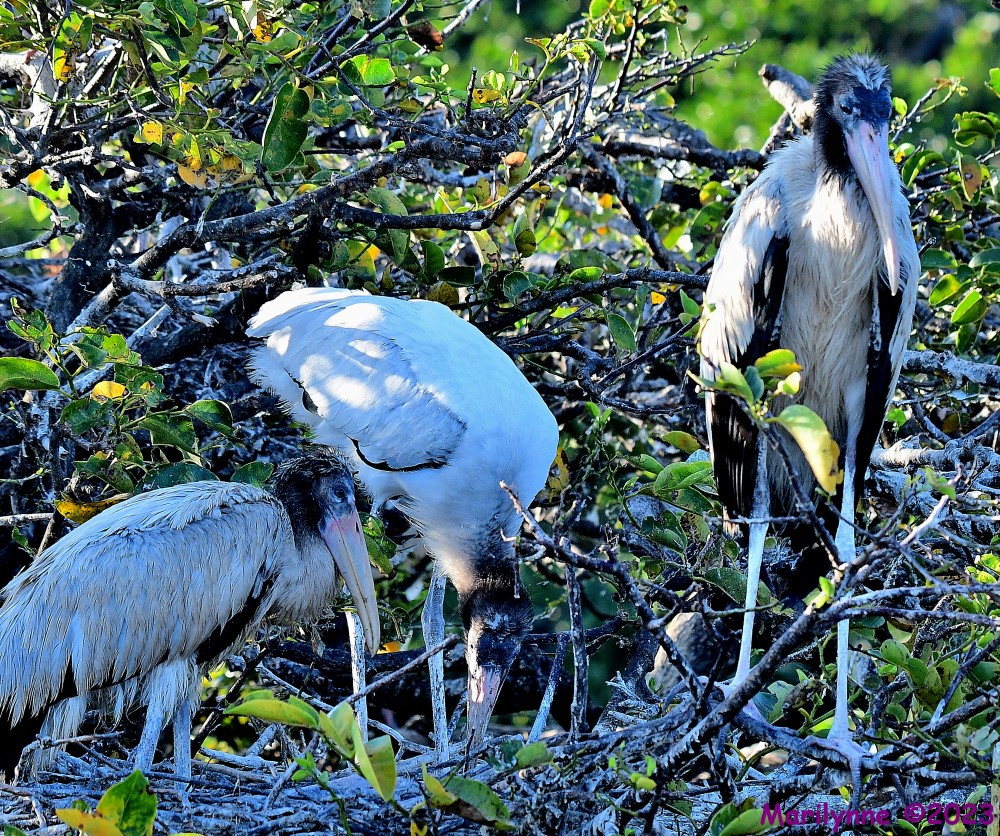 DSC_8288_001.JPG