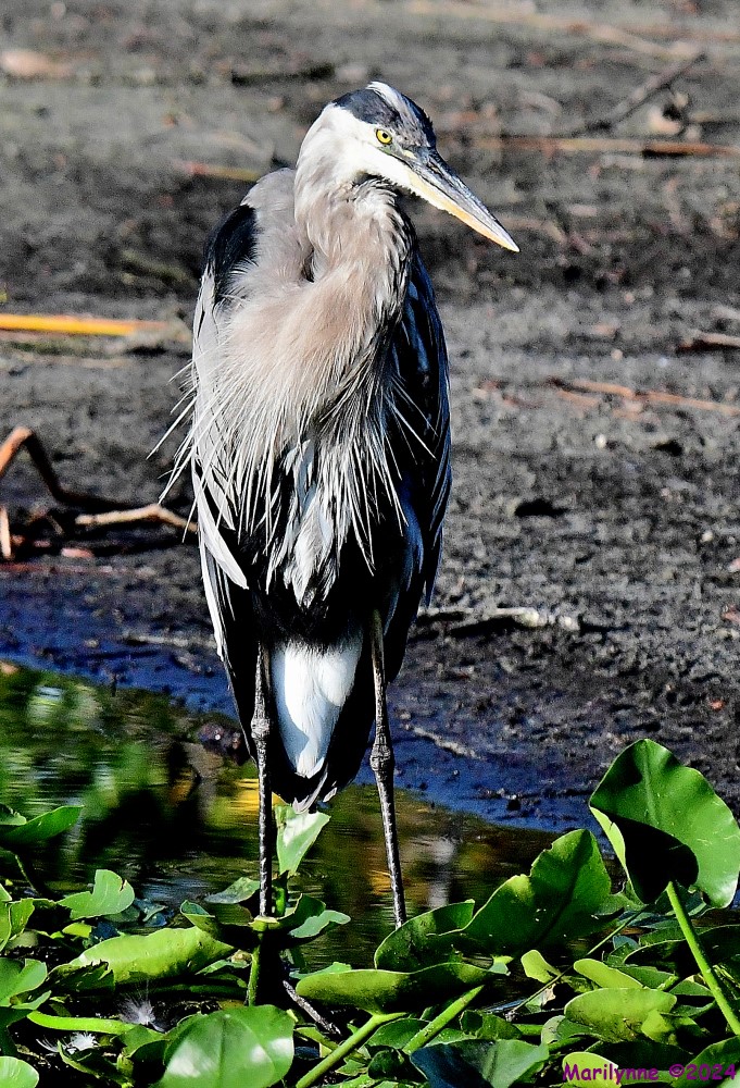DSC_8289_001.JPG