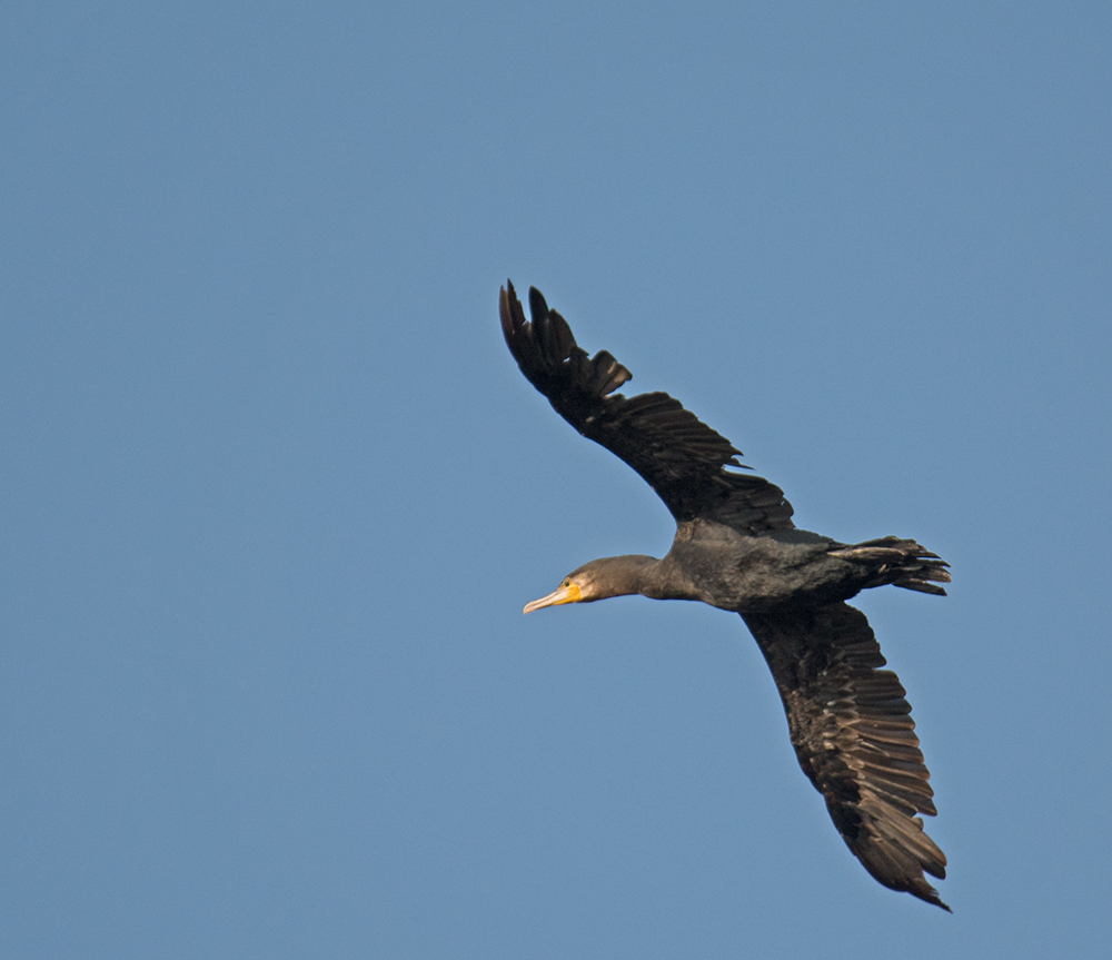 DSC_8292.jpg