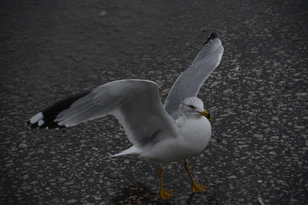 DSC_8292.jpg