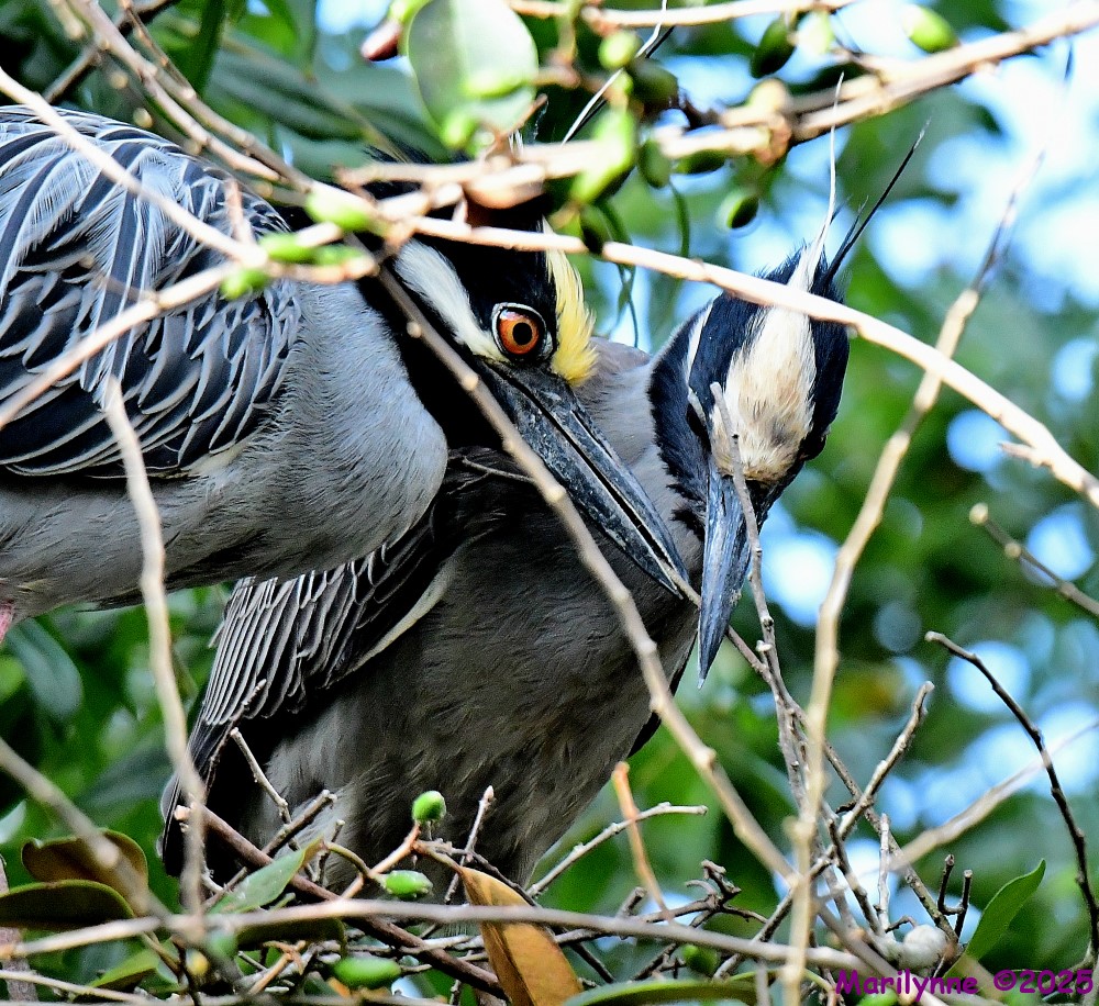 DSC_8292_001.JPG