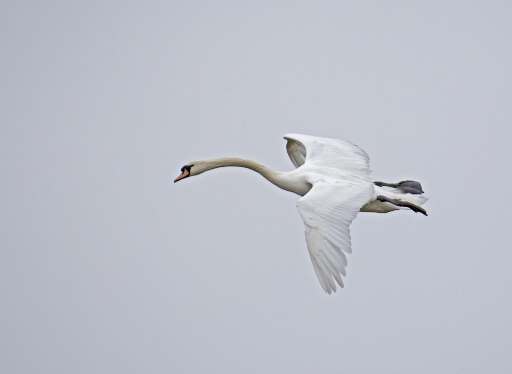 DSC_8293.jpg