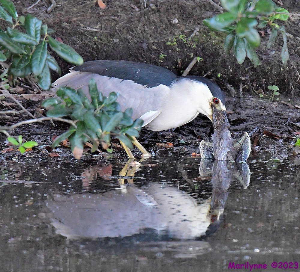 DSC_8293_001.JPG