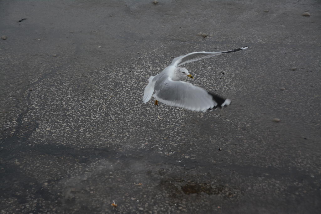 DSC_8294.jpg