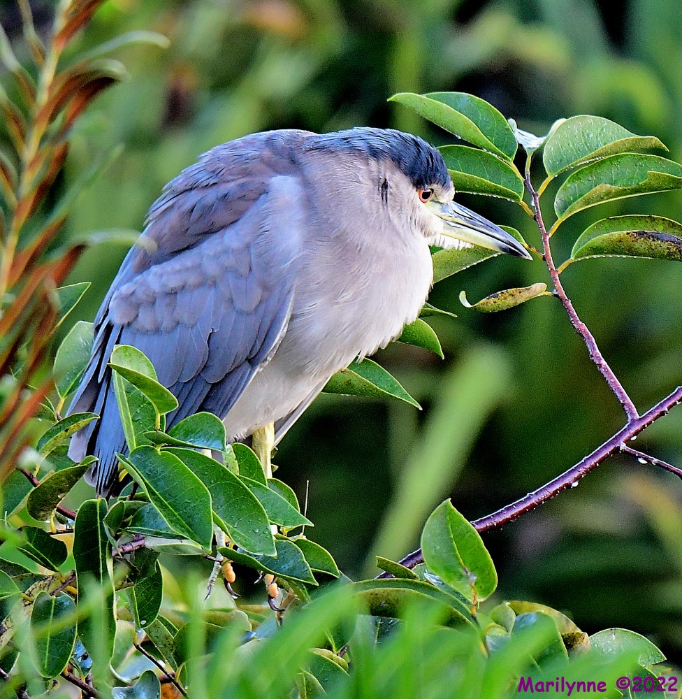 DSC_8294_001.JPG