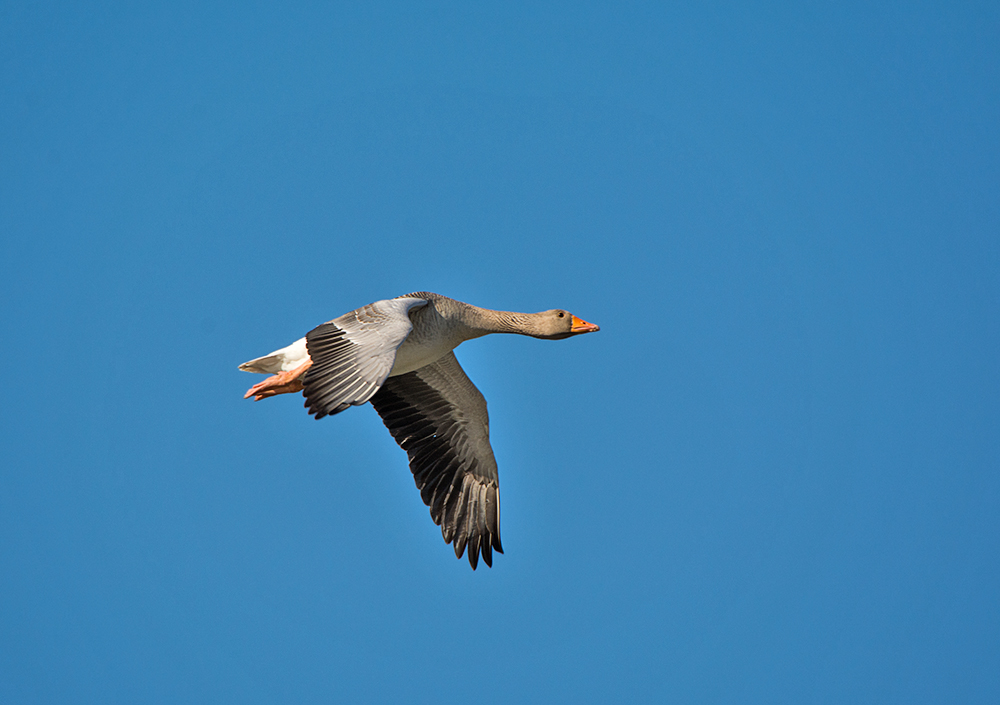 DSC_8296.jpg