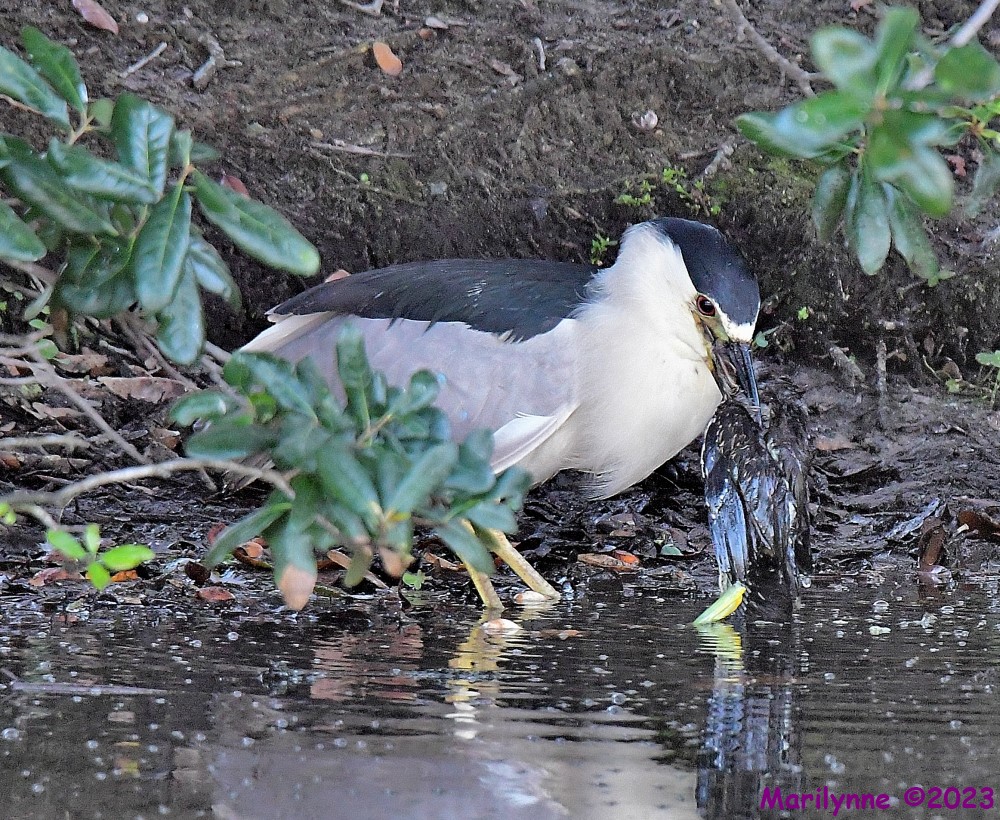 DSC_8296_001.JPG