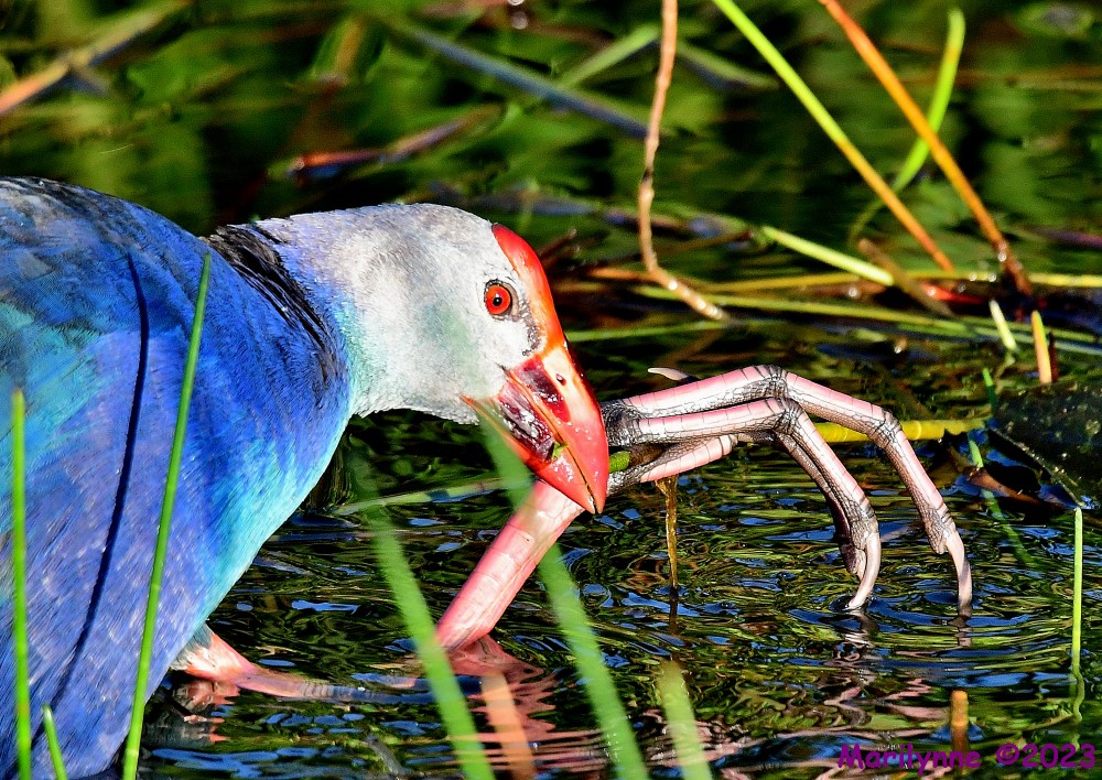 DSC_8296_001.JPG