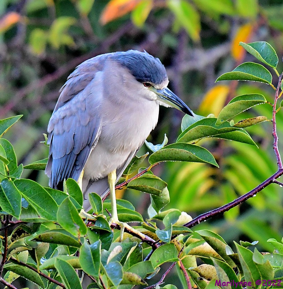 DSC_8297_001.JPG