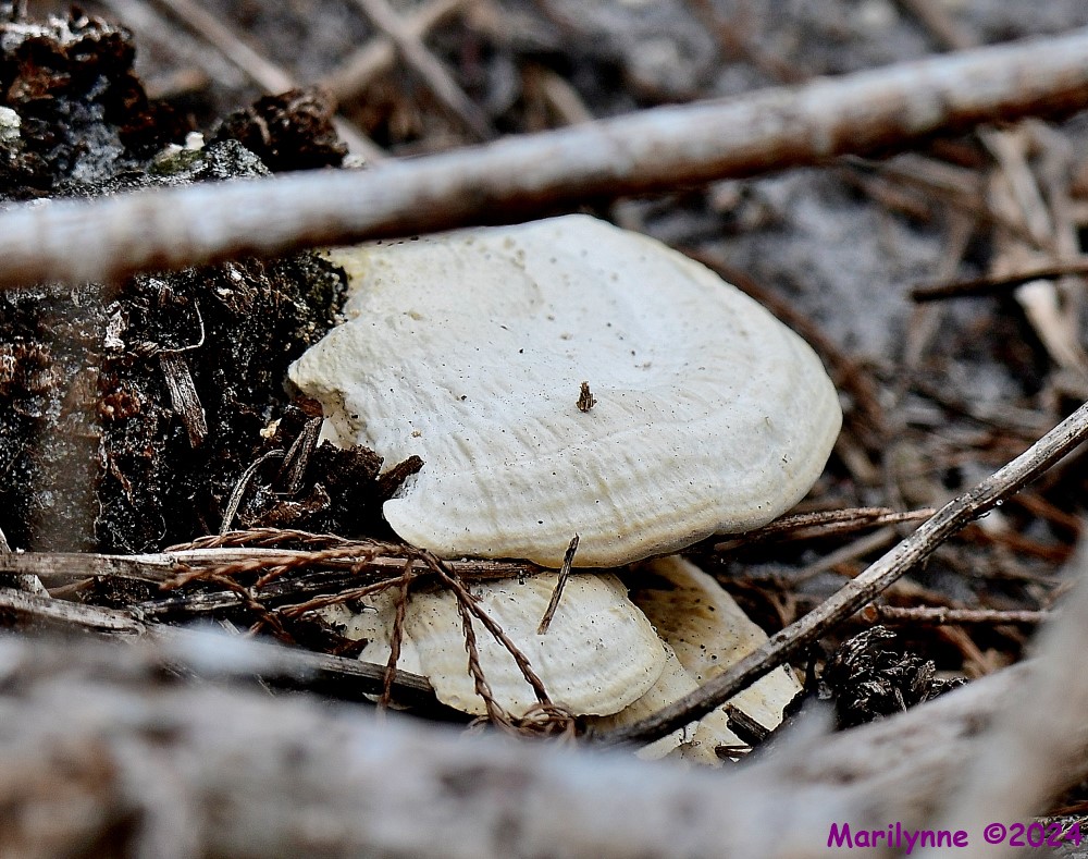 DSC_8298_001.JPG