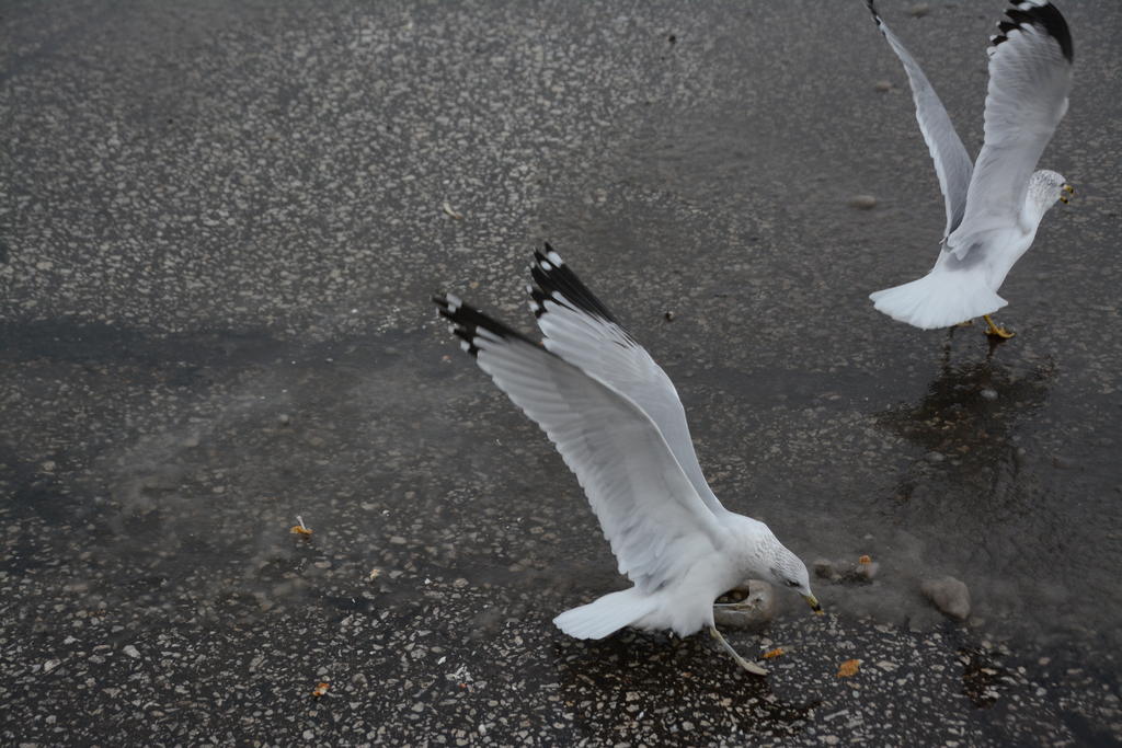 DSC_8299.jpg