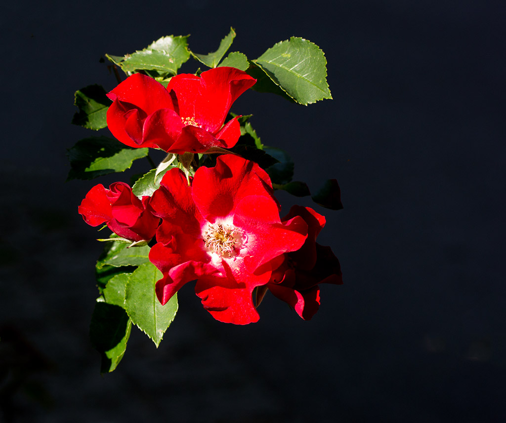 DSC_8299.jpg