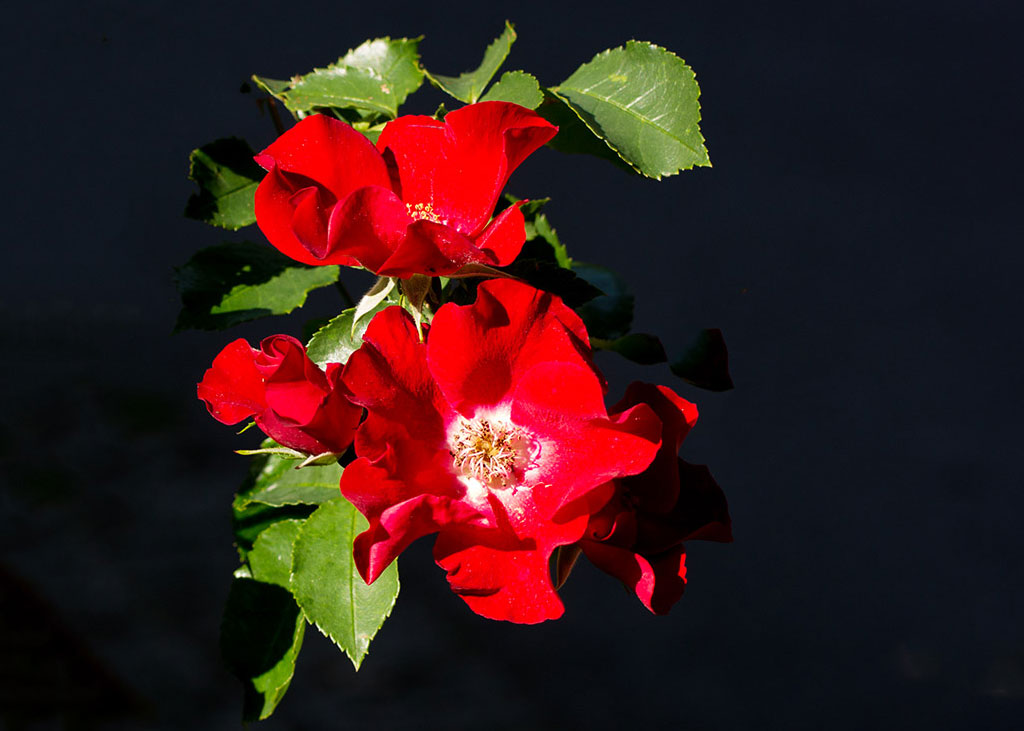 dsc_8299_35225644751_o.jpg