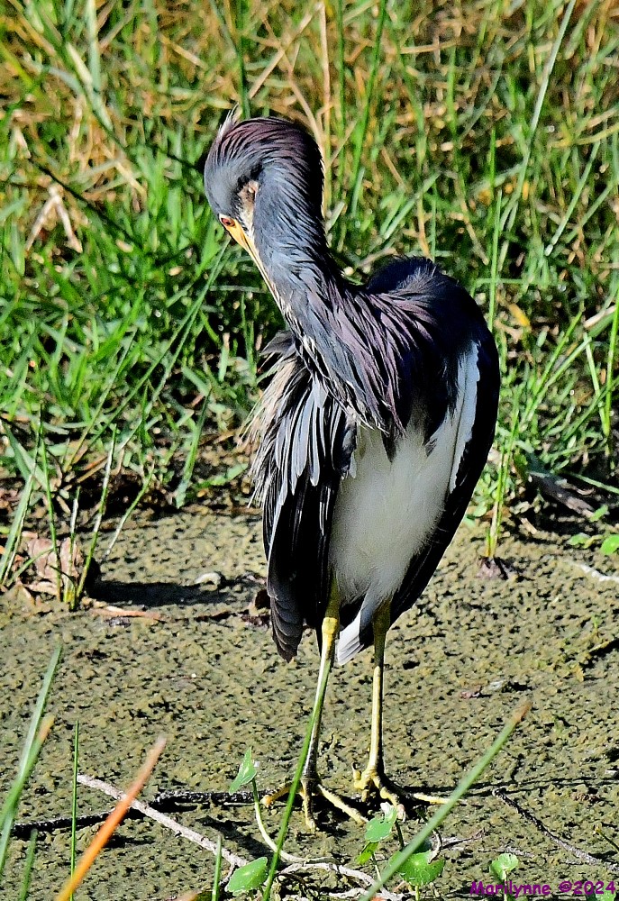 DSC_8306_001.JPG