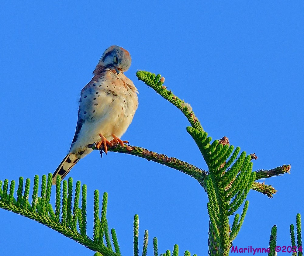 DSC_8309_001.JPG