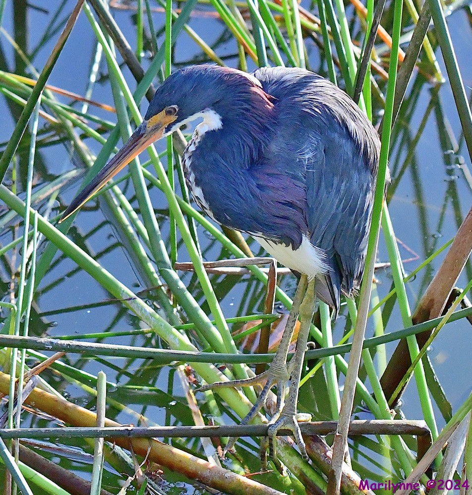 DSC_8310_001.JPG