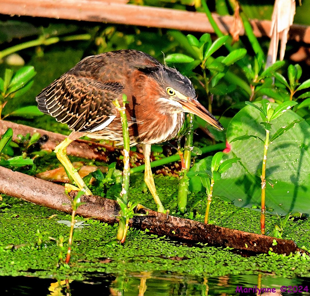 DSC_8311_001.JPG