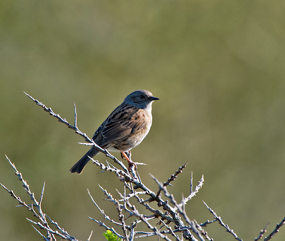 DSC_8312.jpg