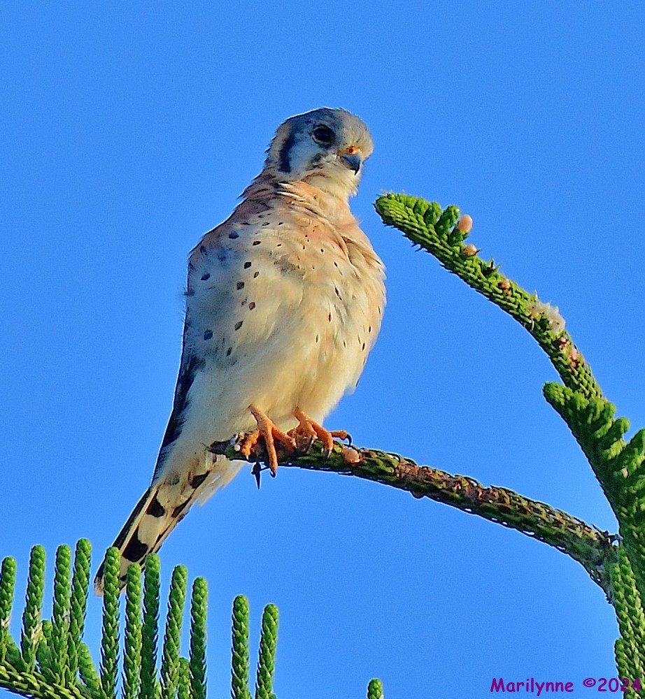 DSC_8312_001.JPG