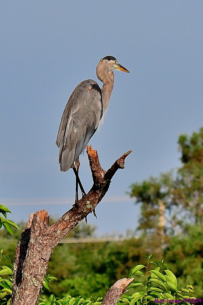 DSC_8315_001.JPG