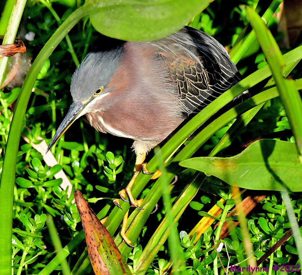 DSC_8317_001.JPG